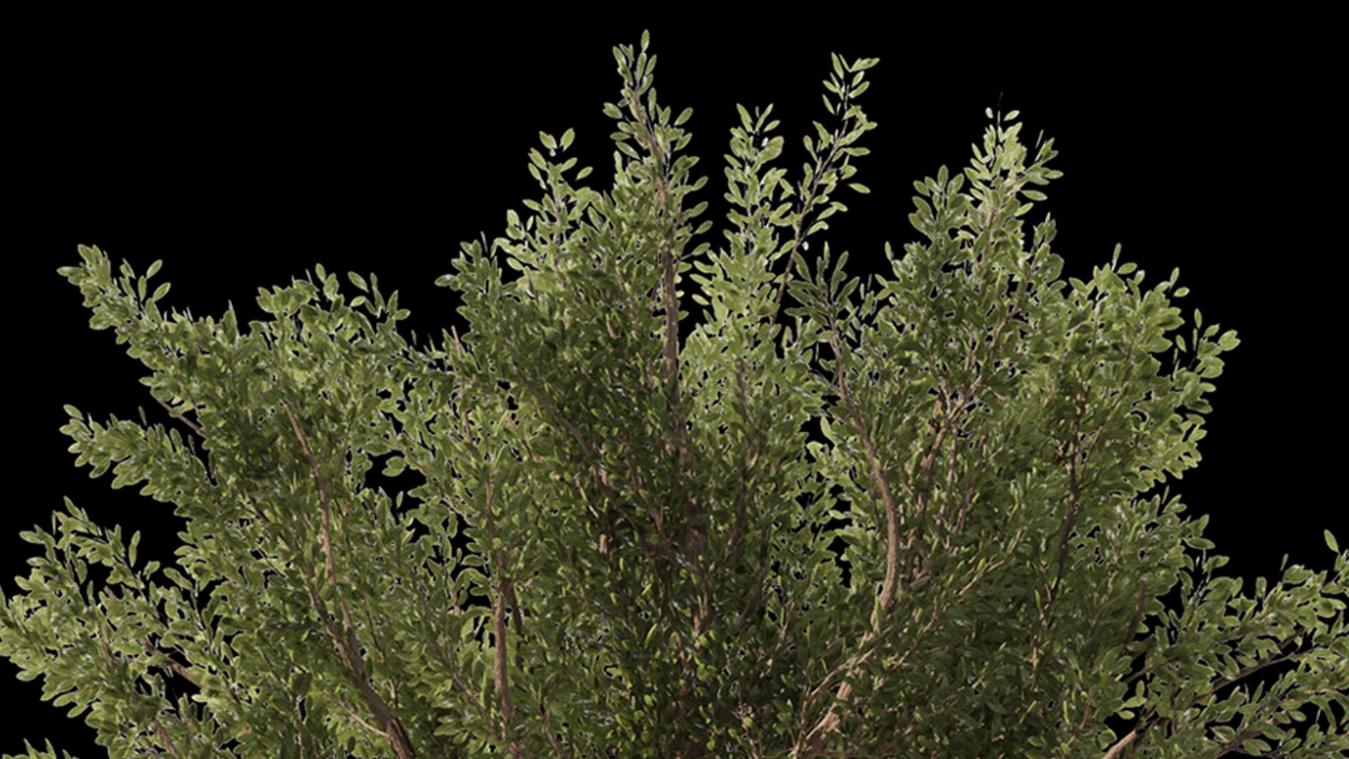 Olive Tree Set4 (2 diffrent trees+13 - FlippedNormals