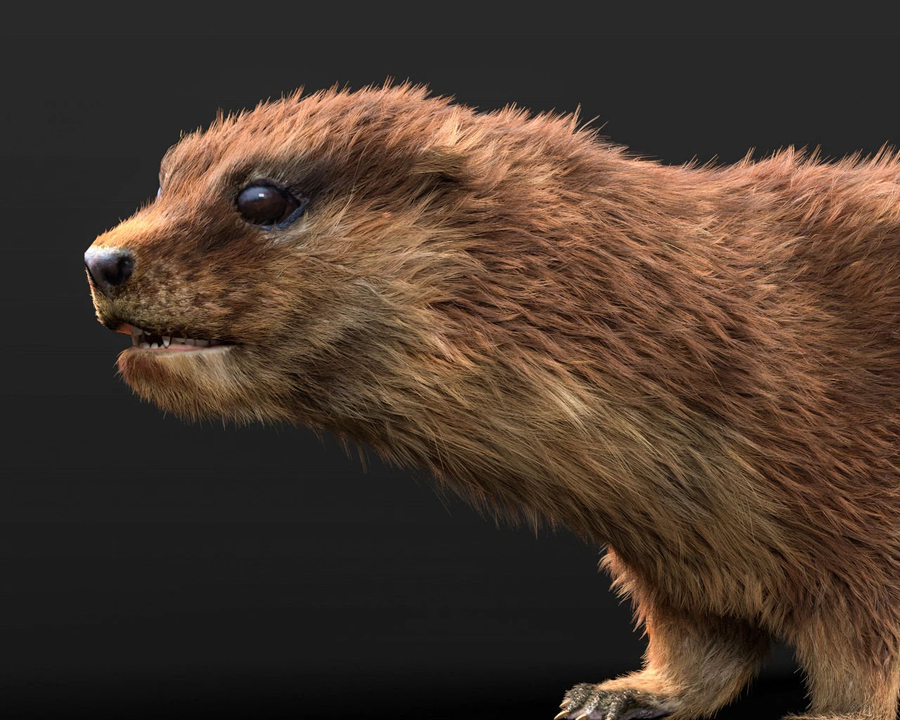Otter hair fur rigged 3d model - FlippedNormals