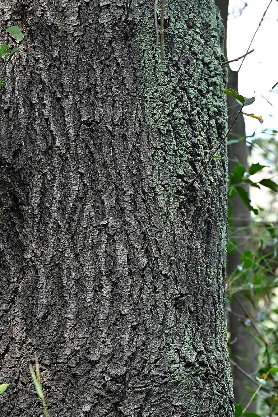 Corteza de quillay (Quillaja saponaria), árbol nativo de Chile