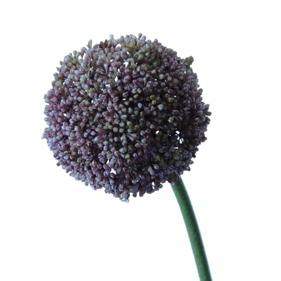 Allium Lavender 2