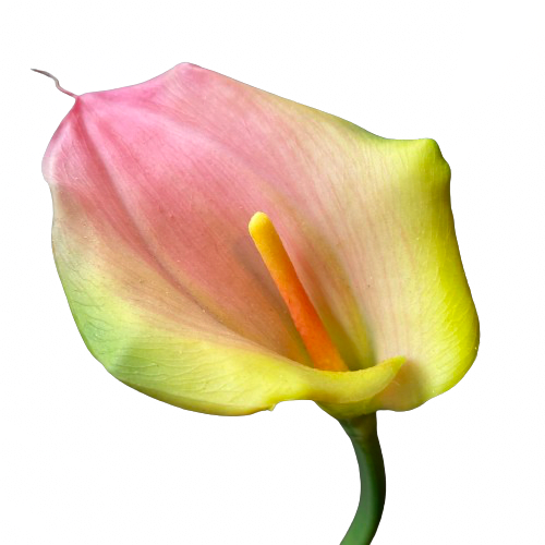 Calla Lelie | 91 cm | zalm groen - Afbeelding 2