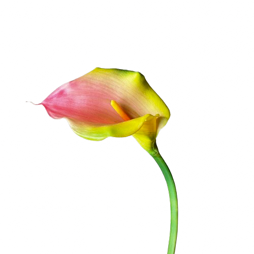 Calla Lelie | 91 cm | zalm groen - Afbeelding 6