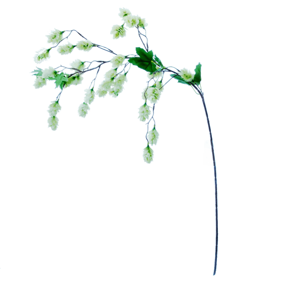 FlowerDutchess hop