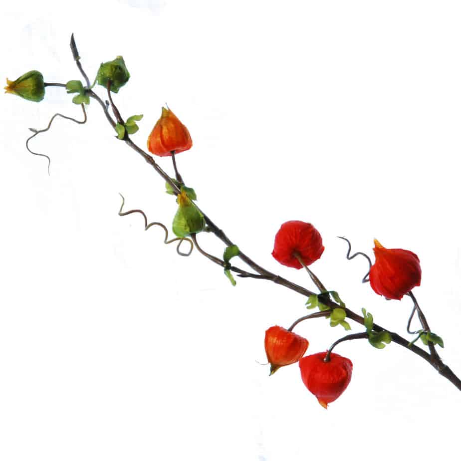 FlowerDutchess Lampion 120cm