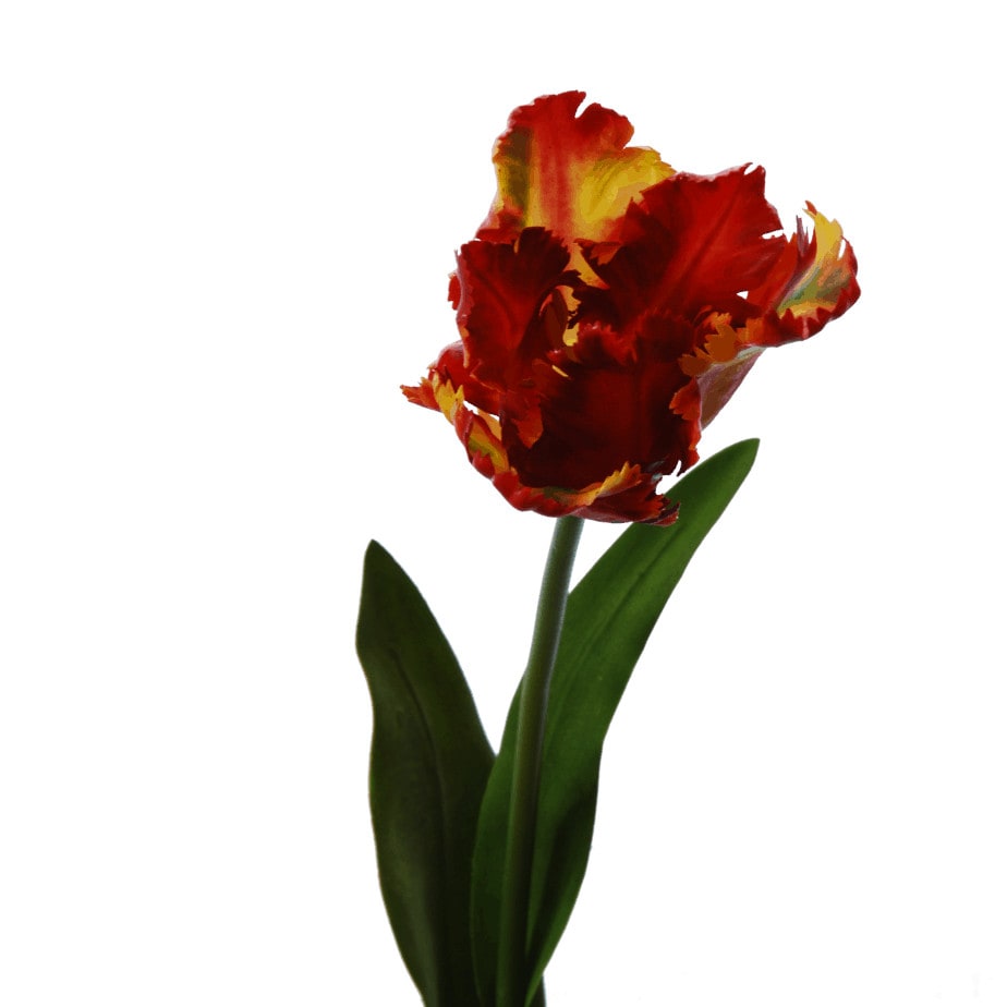 FlowerDutchess Parkiet tulp rood geel detail 3