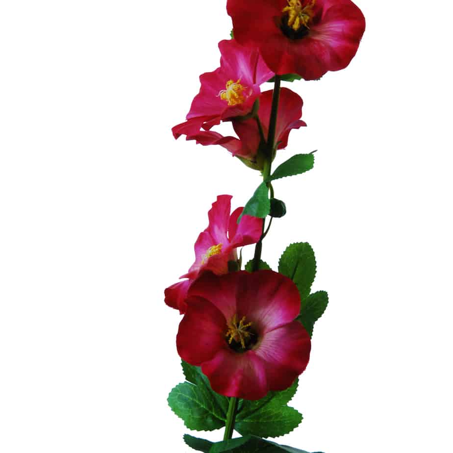 Flowerdutchess stokroos 100cm cerise 12