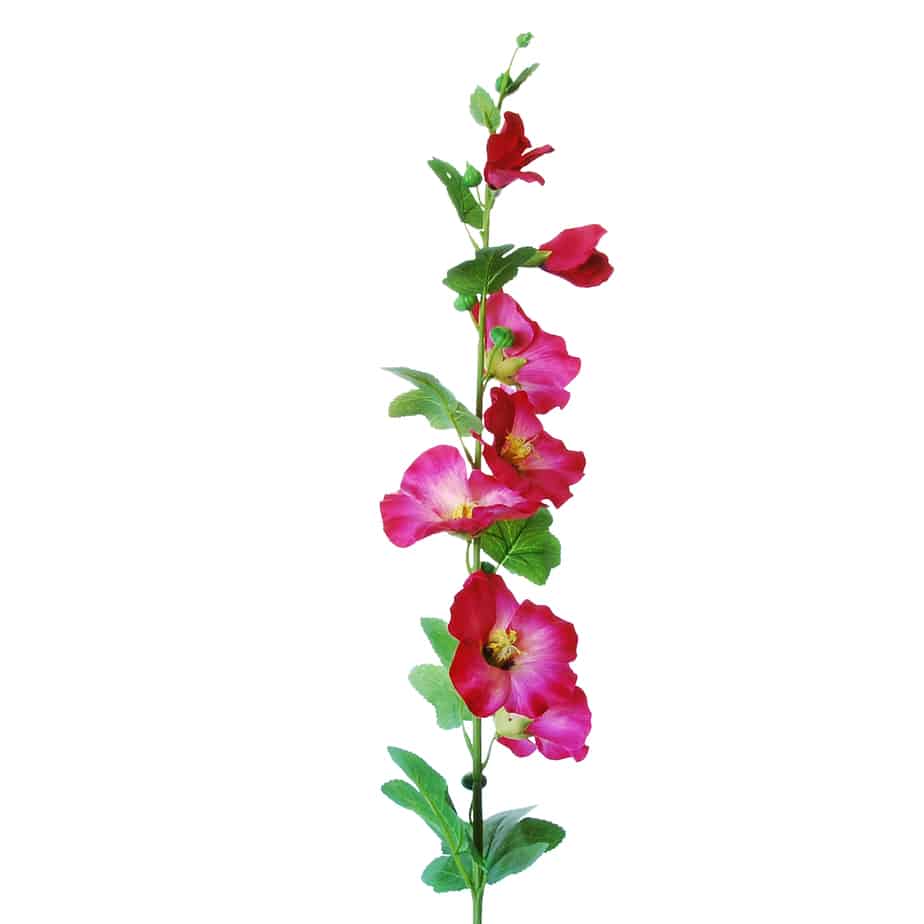 Flowerdutchess stokroos 100cm cerise 2