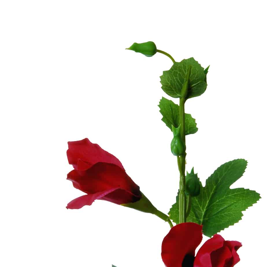 Flowerdutchess stokroos 100cm cerise 6