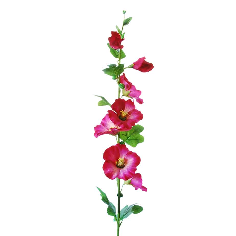 Flowerdutchess stokroos 100cm cerise 3