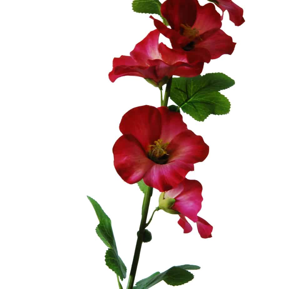 Flowerdutchess stokroos 100cm cerise 13