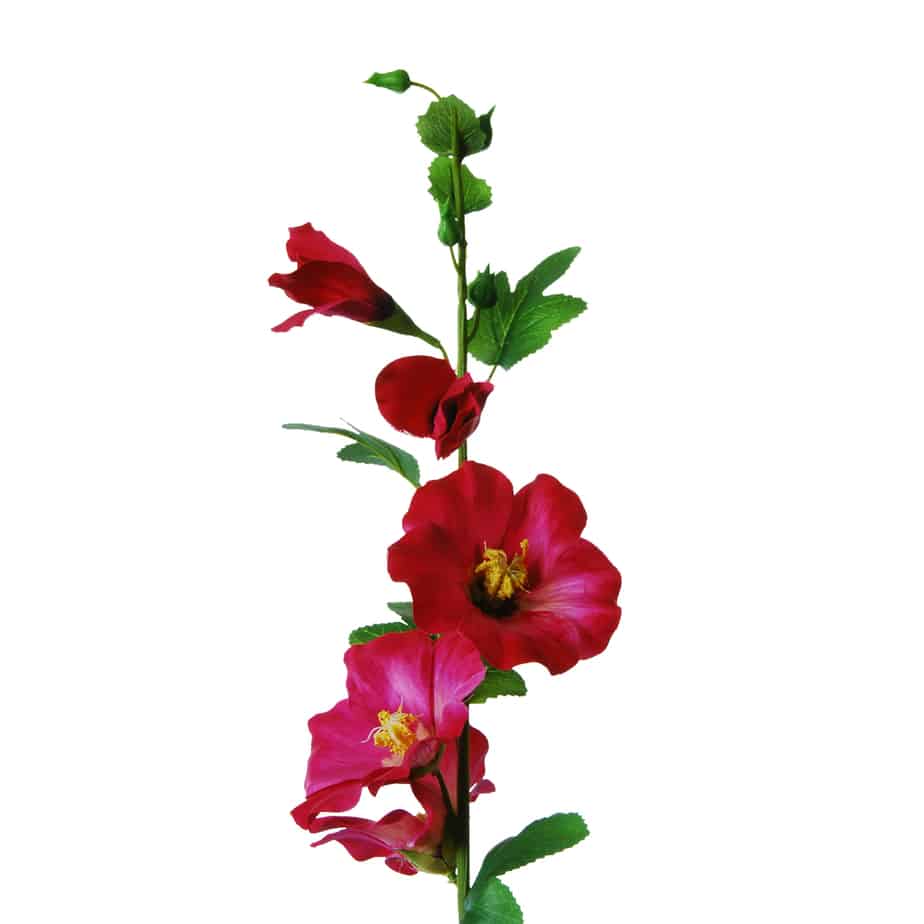 Flowerdutchess stokroos 100cm cerise 7