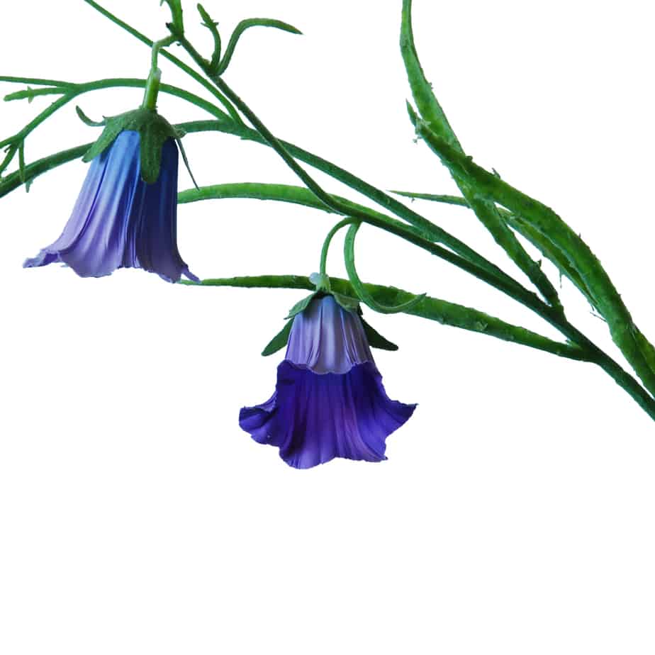 Flowerdutchess Campanula 78cm lavendel