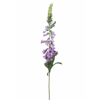 FlowerDutchess Digitalis 97cm lila