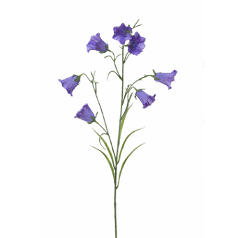 FlowerDutchess Campanula 78cm lavendel