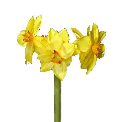 Flowerdutchess Daffodil 6 flowers 70cm yellow