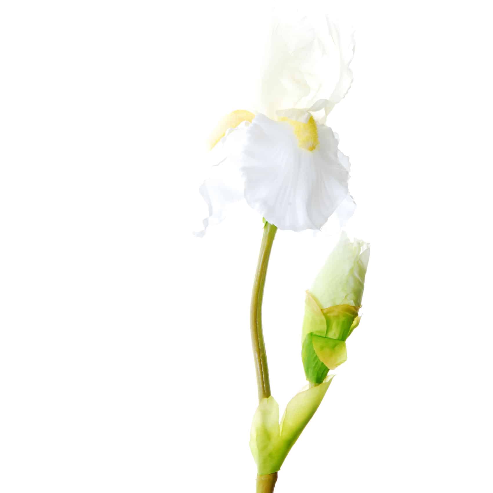 FlowerDutchess iris 77cm wit 2