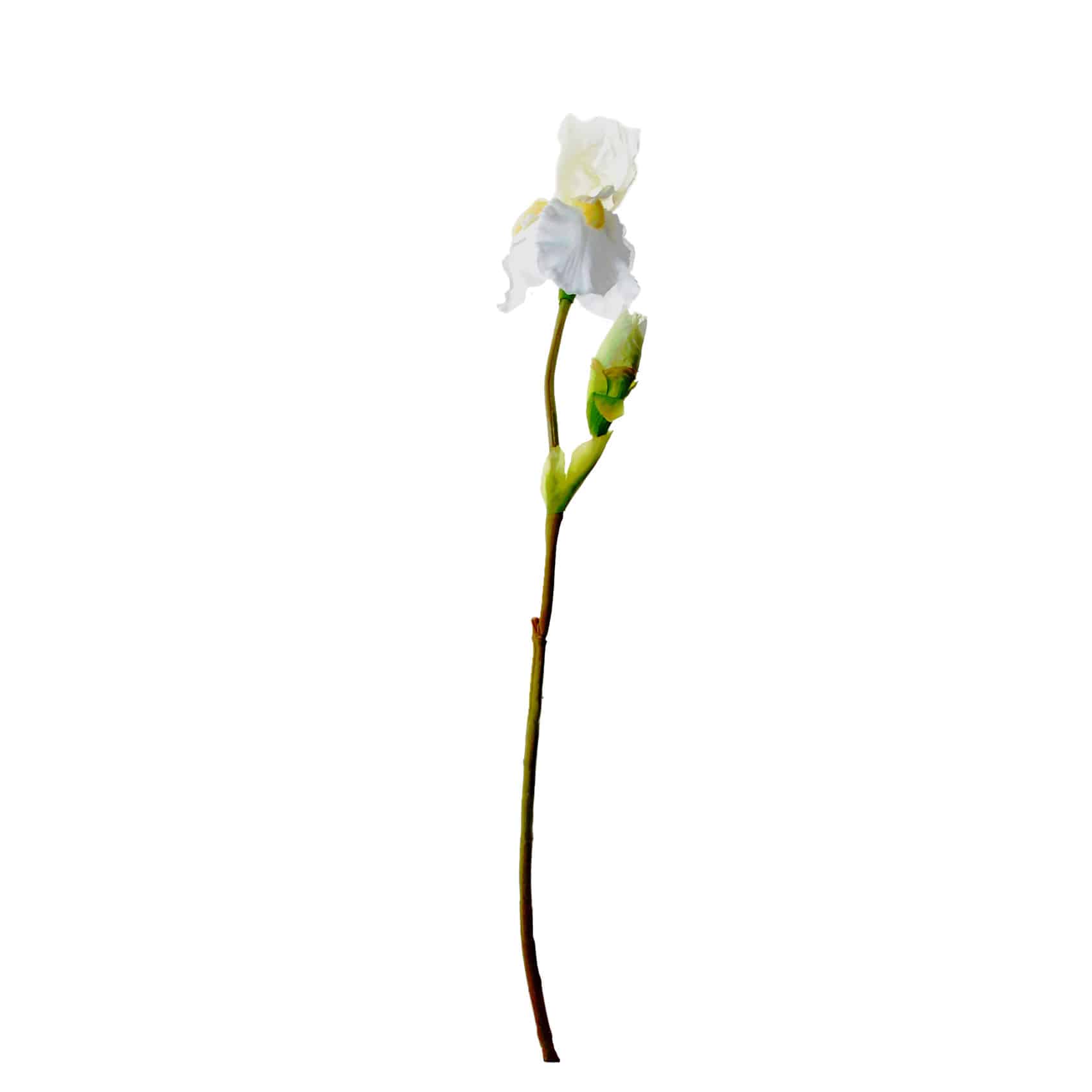 FlowerDutchess iris 77cm wit 3