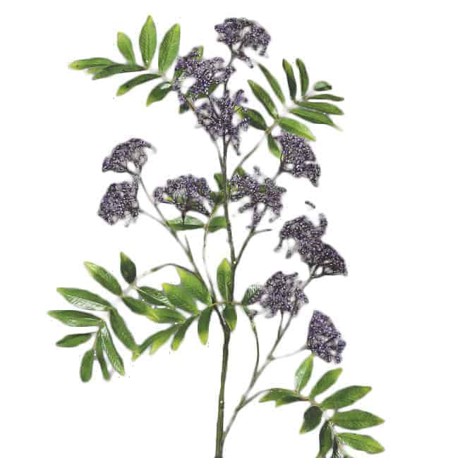 FlowerDutchess Lilac Branch lilac