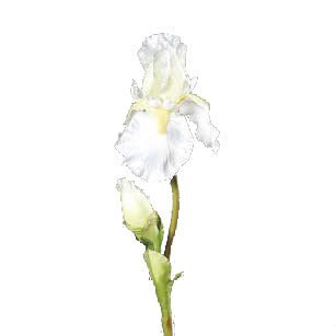 FlowerDutchess iris 70cm white