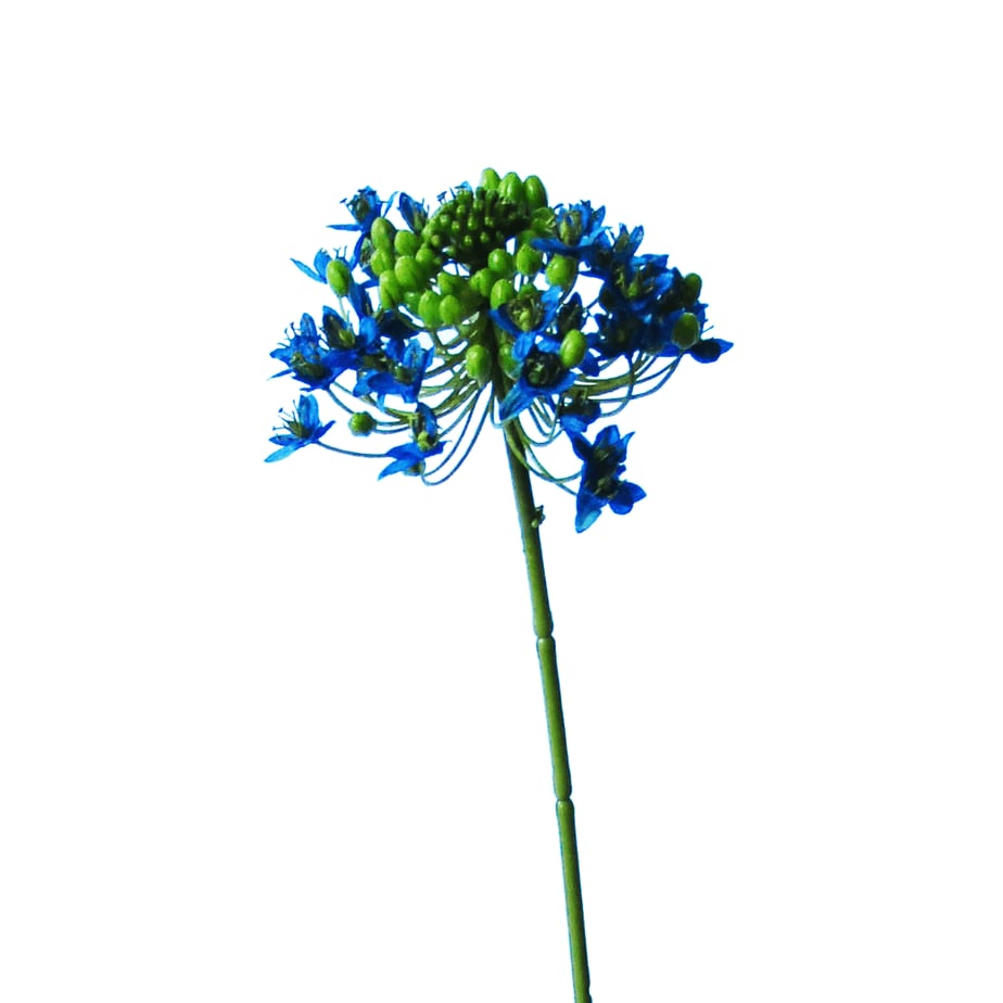 Ornithogalum Arabicum 4 1