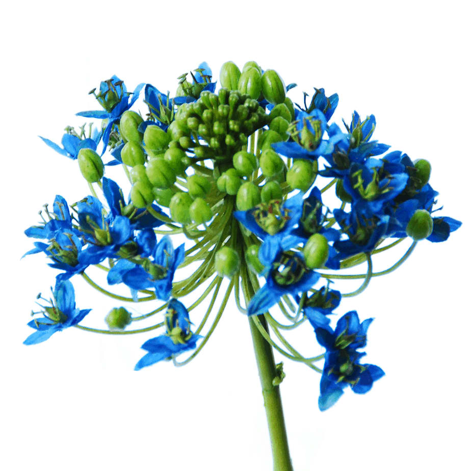 Ornithogalum Arabicum 2 1