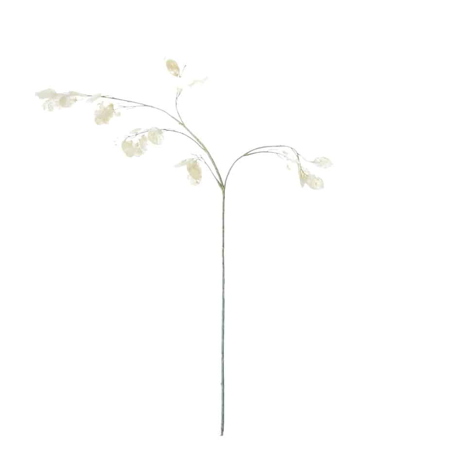 FlowerDutchess Judaspenning creme 2