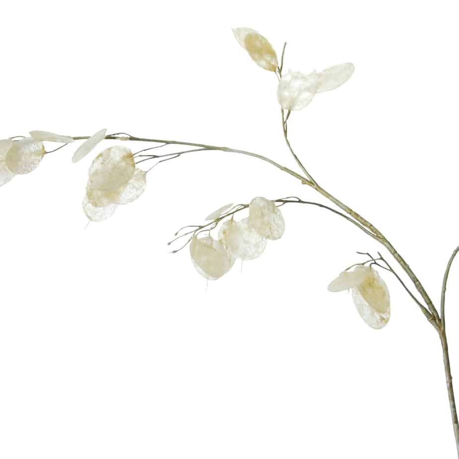 FlowerDutchess Judaspenning creme 6