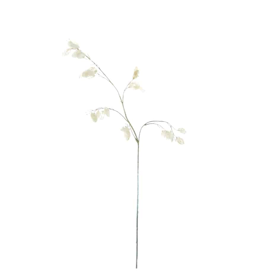 FlowerDutchess Judaspenning creme 3