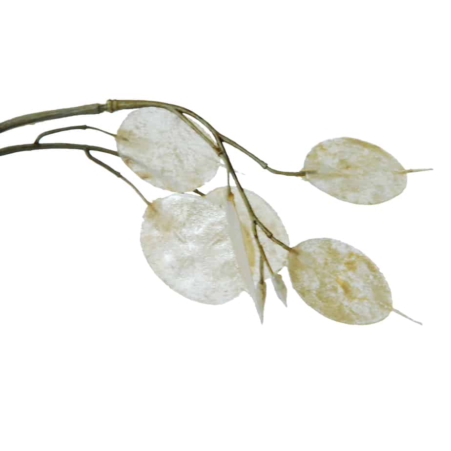 FlowerDutchess Judaspenning creme 4