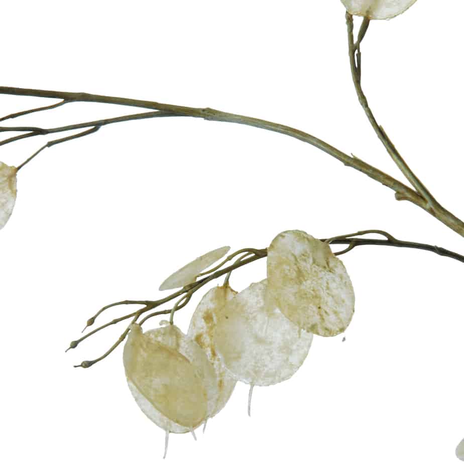 FlowerDutchess Judaspenning creme 5