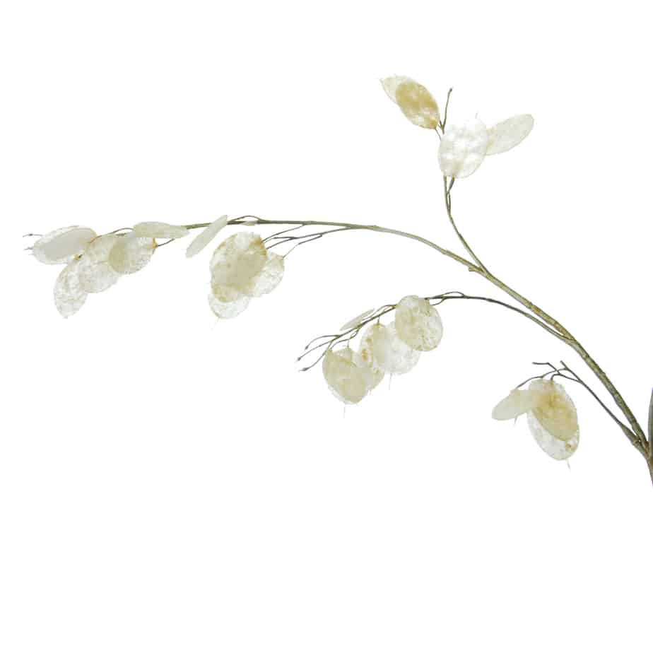 FlowerDutchess Judaspenning creme 7