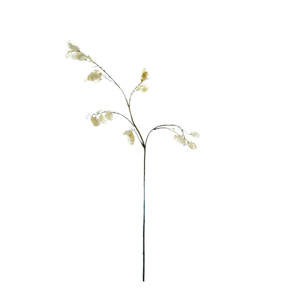 FlowerDutchess Judaspenning creme