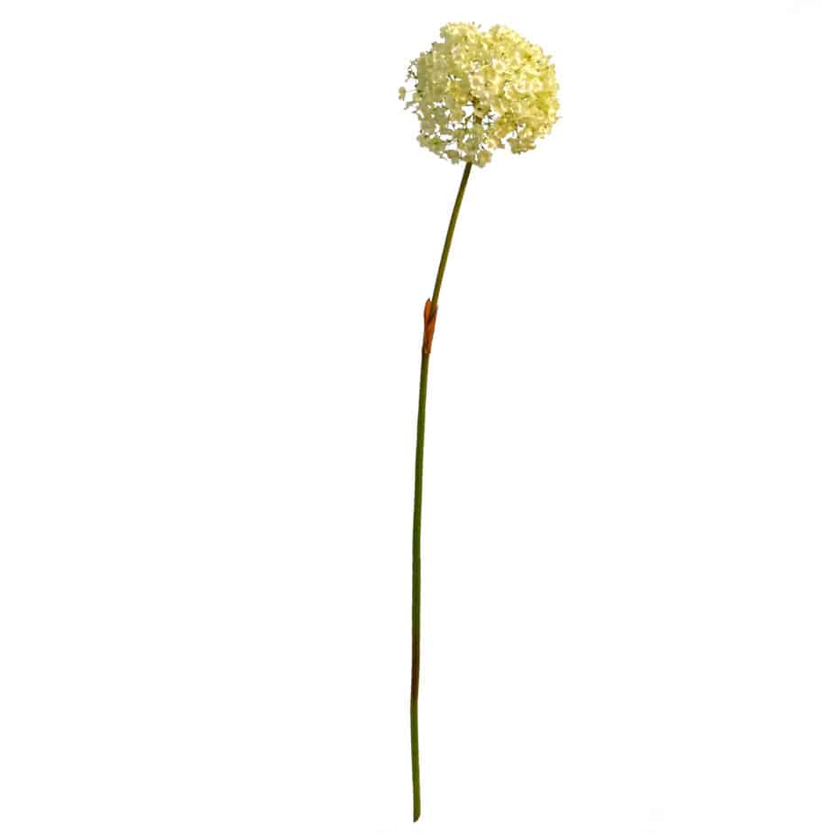 Allium cream tall 1