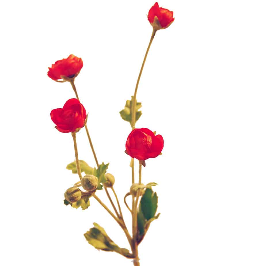ranunculus fuchsia 5