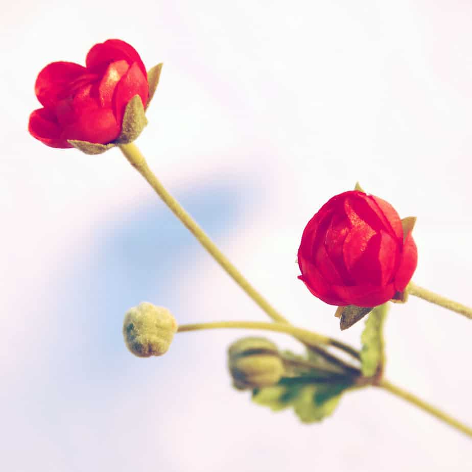 ranunculus fuchsia 3