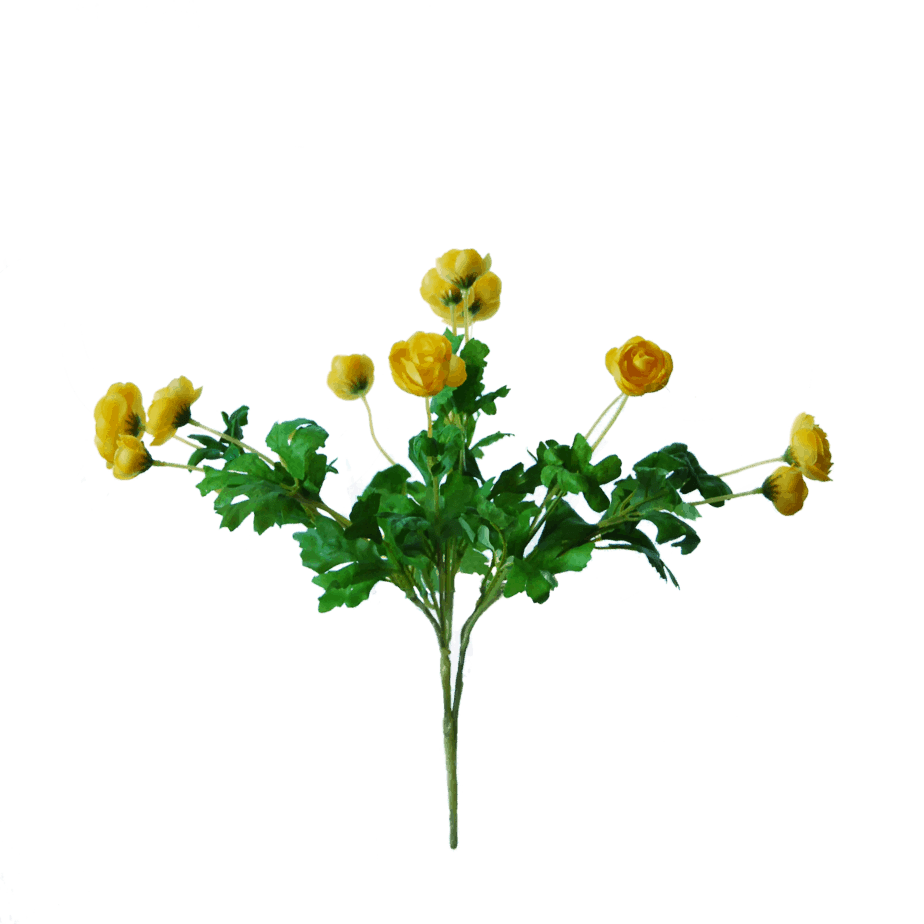 Ranunculus bush 4 1