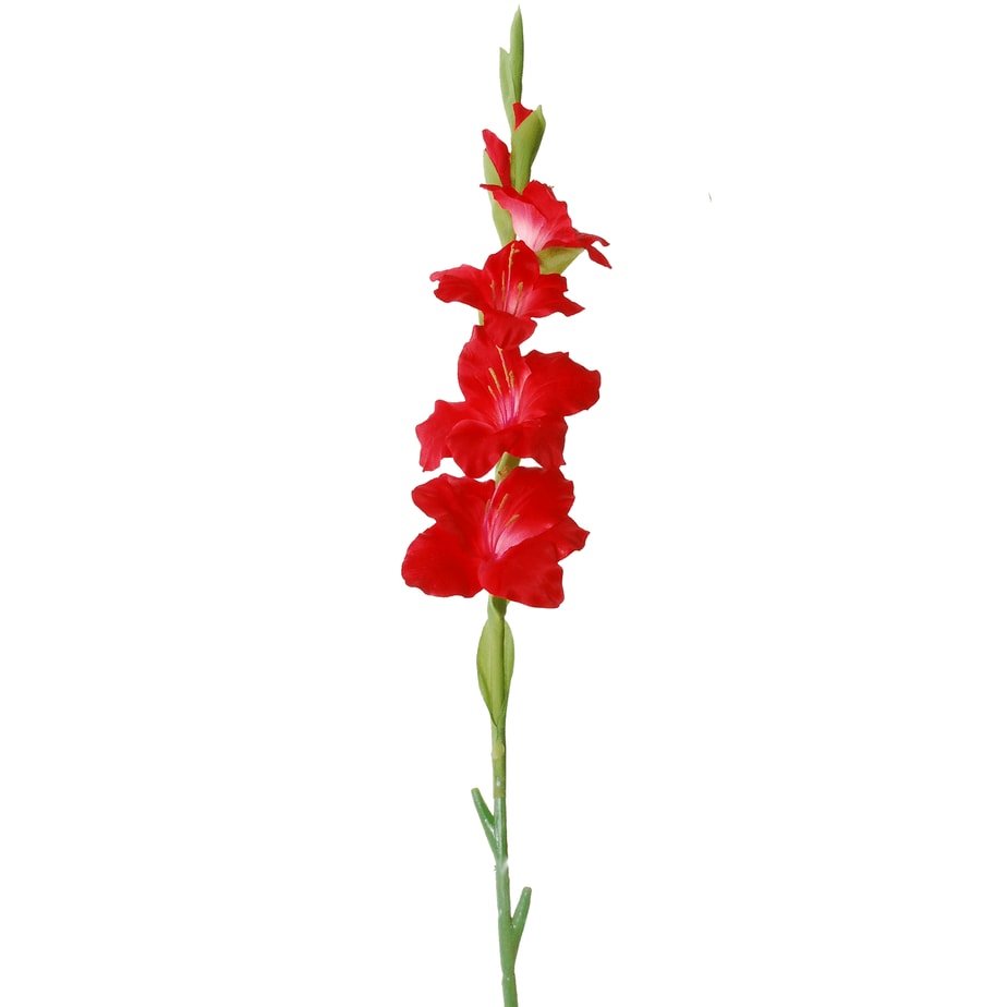 Gladiolus red 2