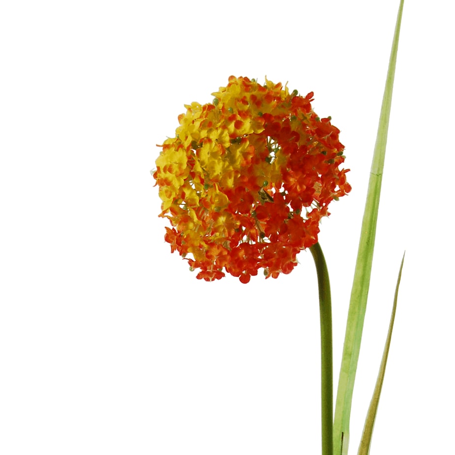 Allium orange 3