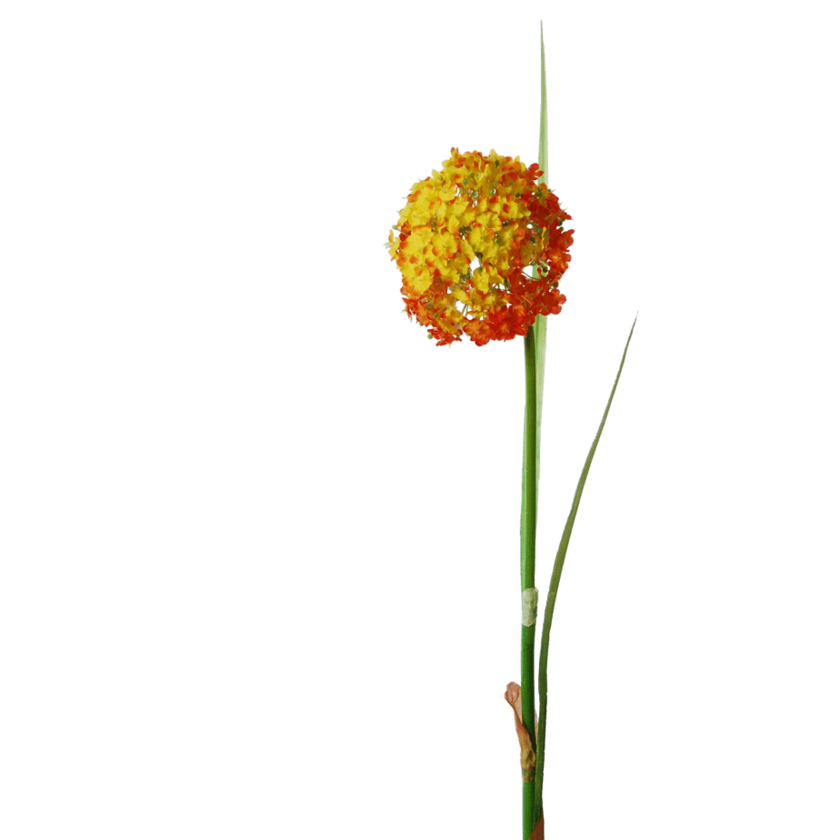 Allium orange