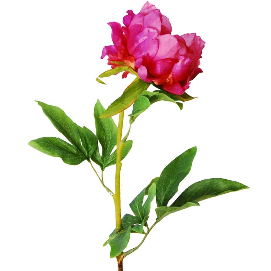 Peony fuchsia 2