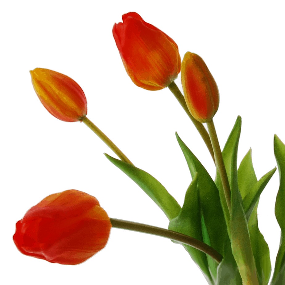 orange tulips details