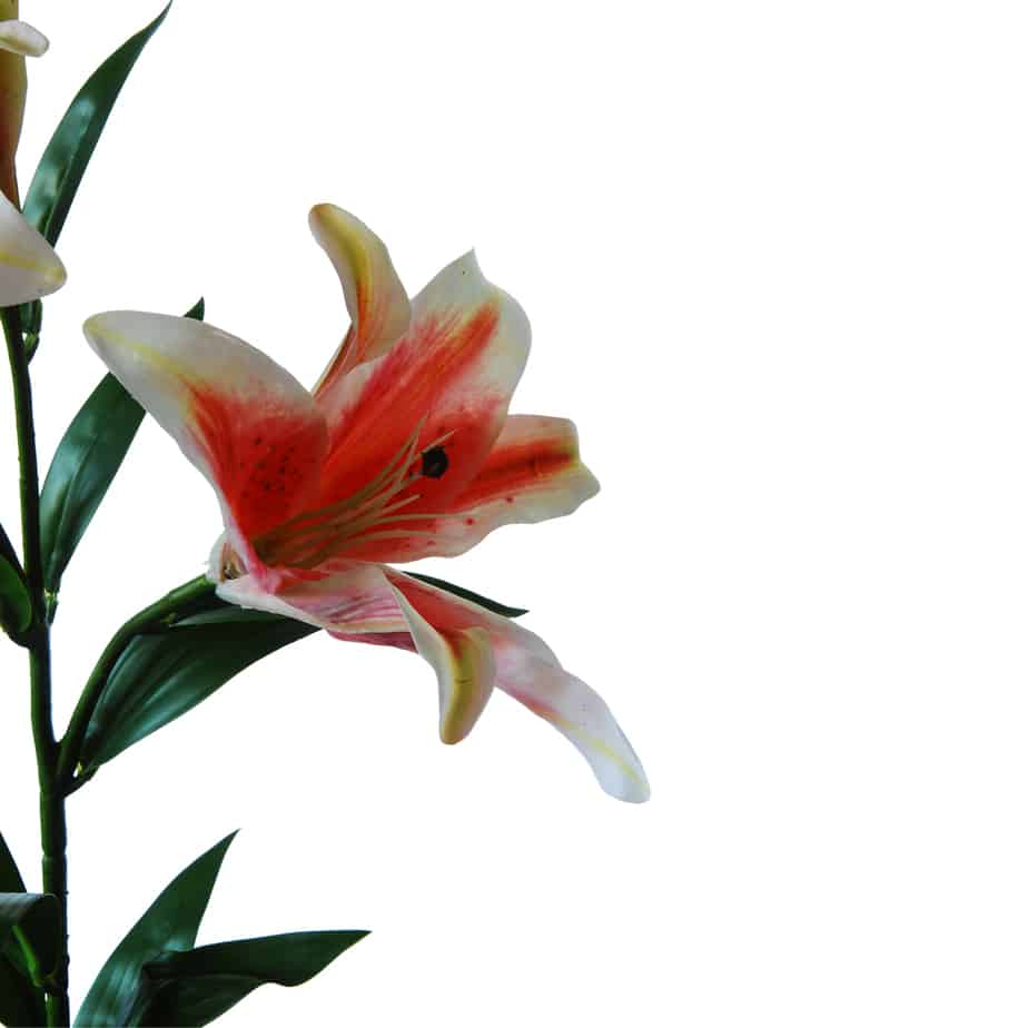 Flowerdutchess Lelie tak 2 lelies knop 88cm roze wit 5