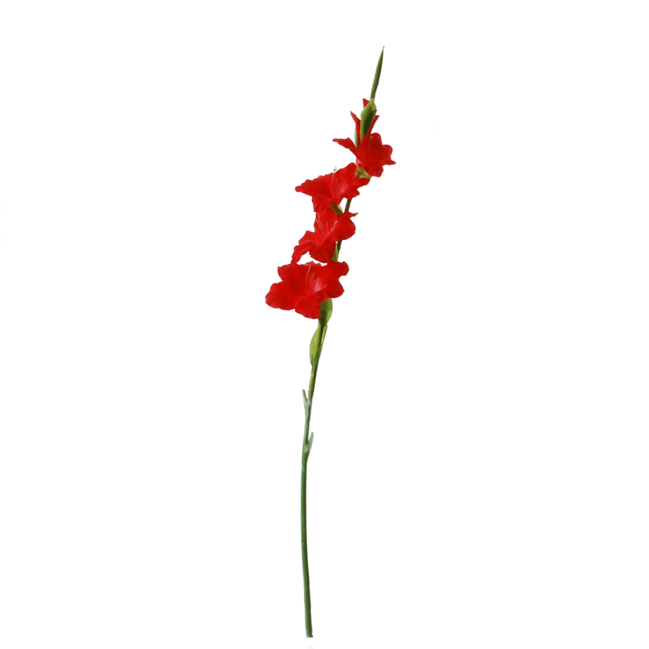 Gladiolus red 3