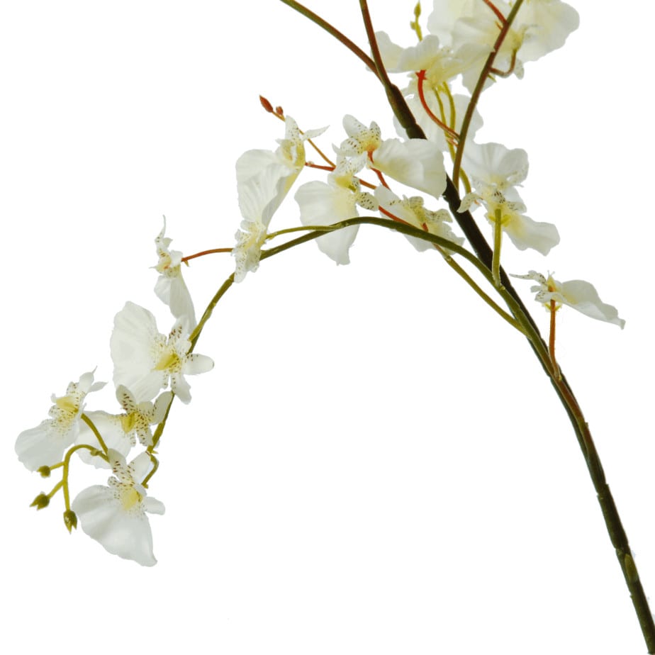 Orchis Oncydium white detail 1
