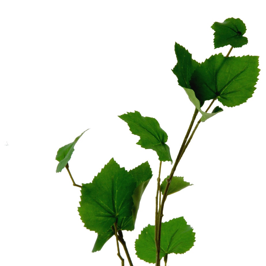 Flowerdutchess birch branch 90cm 4