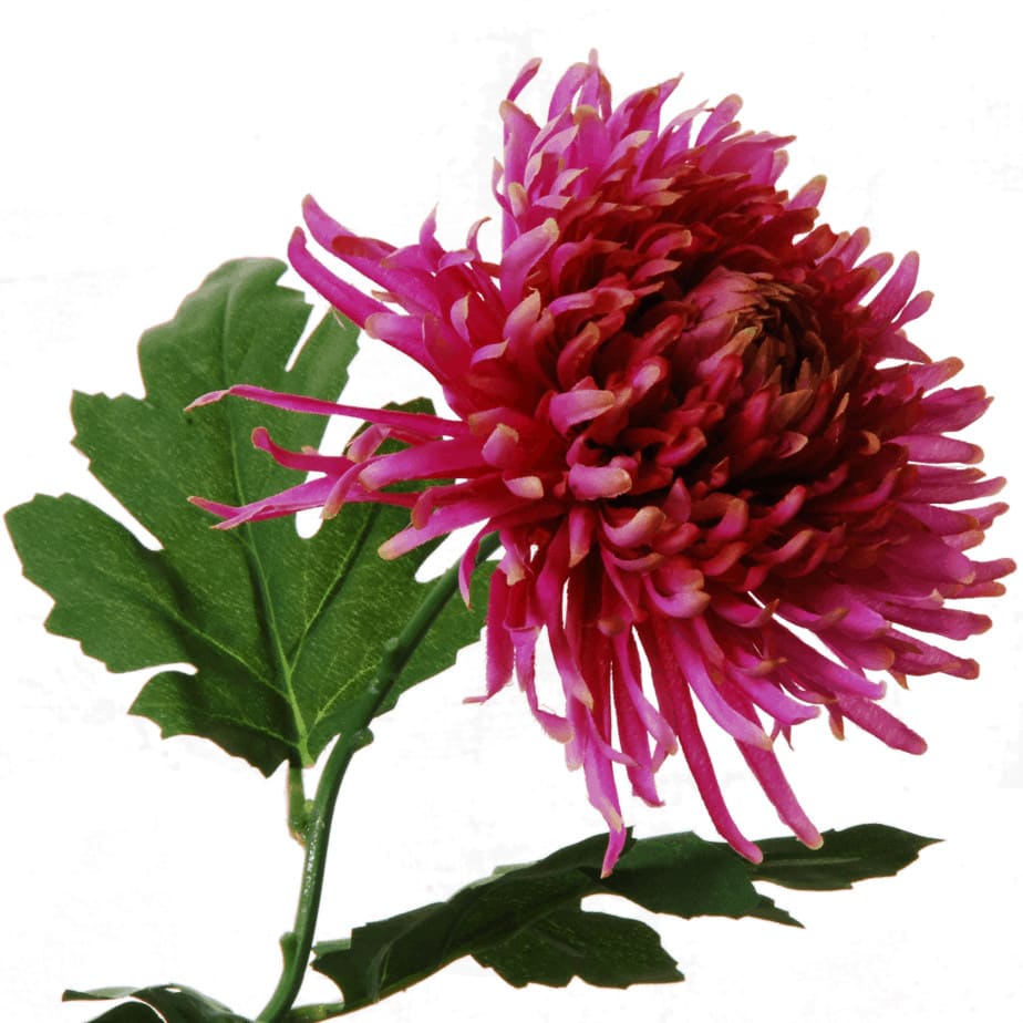 Chrysant 65cm fuchsia 3