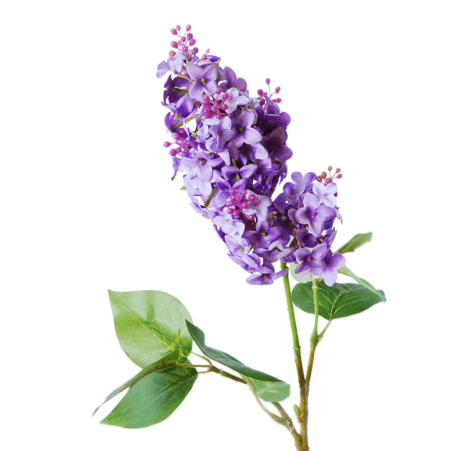 Lilac 1