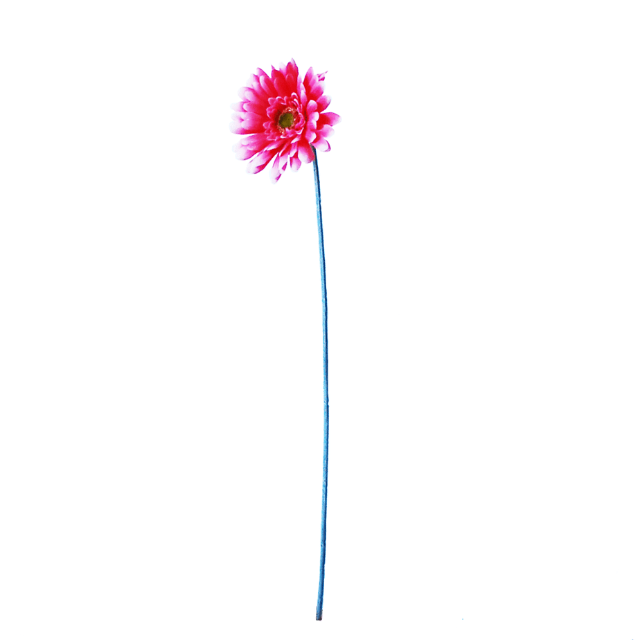 Gerbera hotpink 2 1