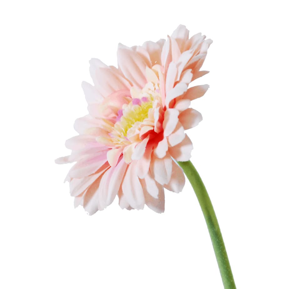 Gerbera pink 4 1