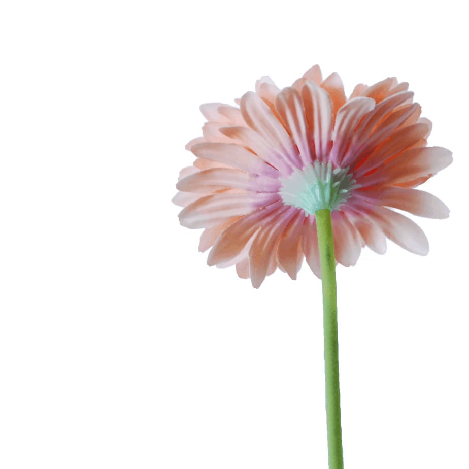 Gerbera pink 5